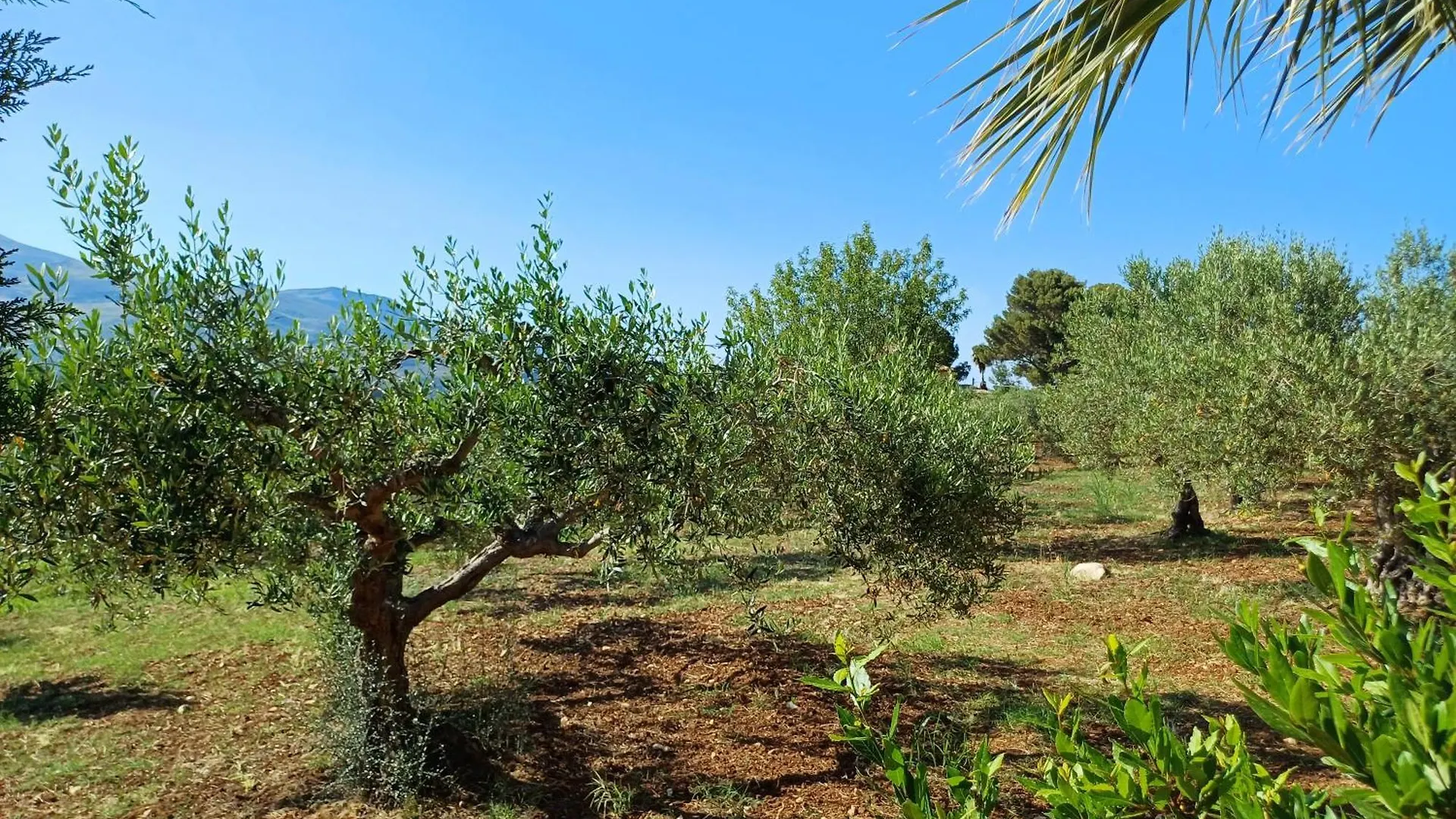 Villa Donna Franca Con Piscina Privata Castellammare del Golfo